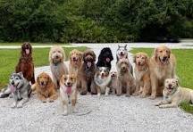 Dogs and Pets Breeders image